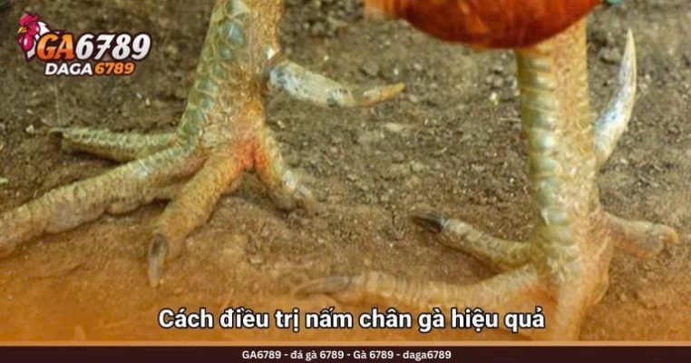 Gà bị nấm chân nguyên nhân, dấu hiệu và cách trị hiệu quả