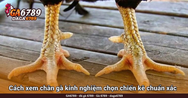 Cách xem chân gà kinh nghiệm chọn chiến kê chuẩn xác cho sư kê