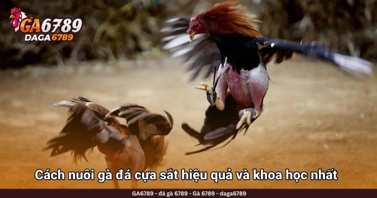 Cách nuôi gà đá cựa sắt hiệu quả và khoa học nhất