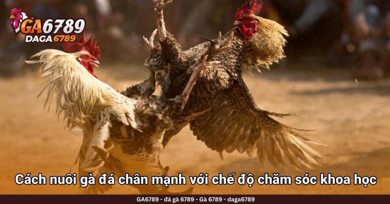 Cách nuôi gà đá chân mạnh với chế độ chăm sóc khoa học