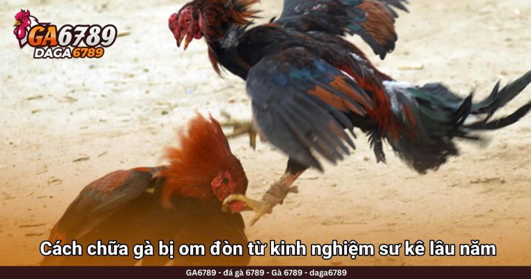 Cách chữa gà bị om đòn từ kinh nghiệm sư kê lâu năm
